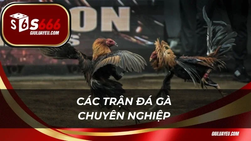 Đá gà bình luận viên S666 Các trận đá gà chuyên nghiệp và quy mô lớn