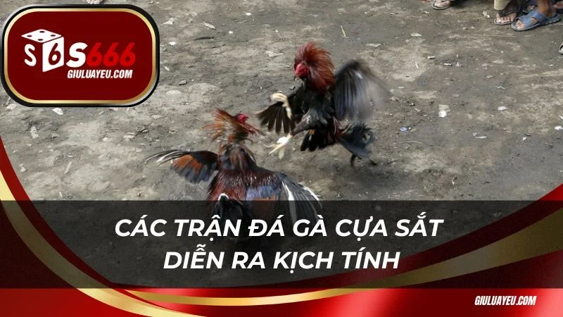 Đá gà cựa sắt S666 Các trận đá gà cựa sắt diễn ra kịch tính