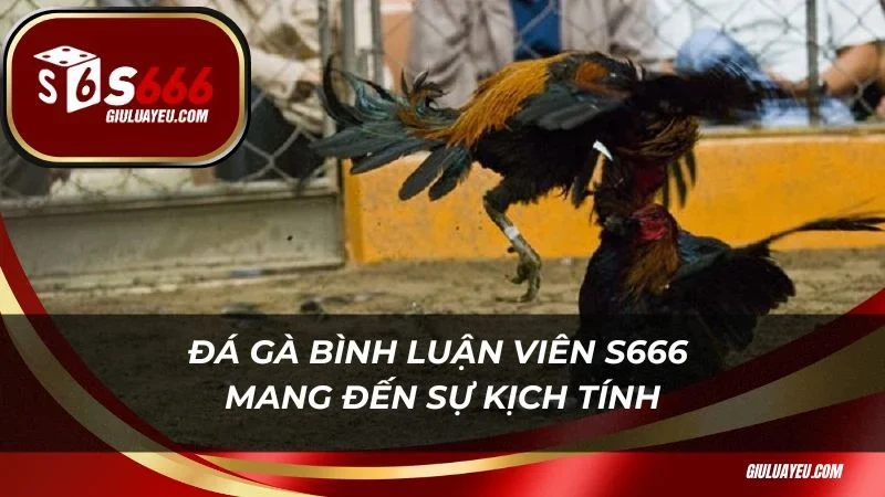 Đá gà bình luận viên S666 Đá gà bình luận viên S666 mang đến sự kịch tính