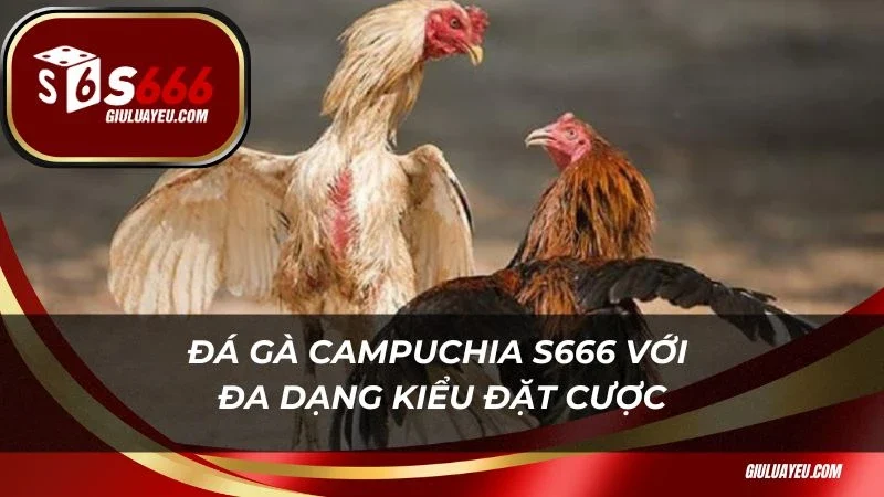 Đá gà campuchia S666 Đá gà campuchia S666 với đa dạng kiểu đặt cược
