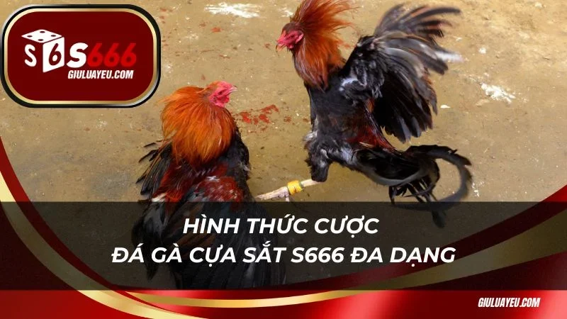 Đá gà cựa sắt S666 Hình thức cược đá gà cựa sắt S666 đa dạng
