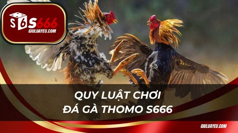 Đá Gà Thomo S666 Quy luật chơi đá gà Thomo S666 dễ hiểu