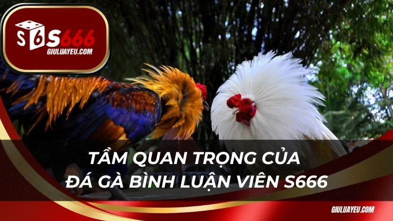 Đá gà bình luận viên S666 Tầm quan trọng của đá gà bình luận viên S666