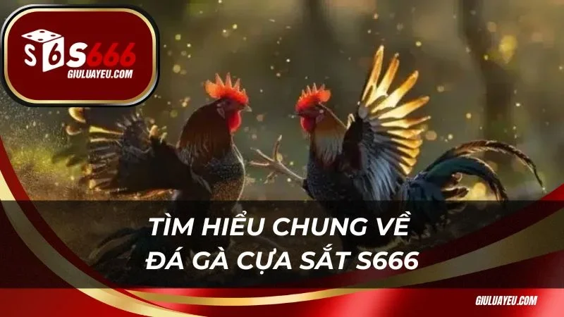 Đá gà cựa sắt S666 Tìm hiểu chung về đá gà cựa sắt S666